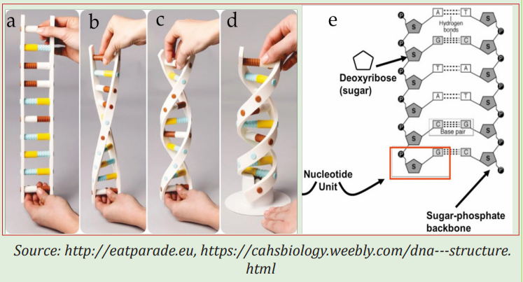 Course: Biology SME Copy 1, Topic: UNIT 3:NUCLEIC ACIDS, DNA ...